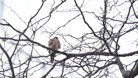 Halcón-Peregrino-Encaramado-En-Un-árbol,-Ave-De-Rapiña-Salvaje-Sentada-En-Una-Rama-En-Hábitat-Natural