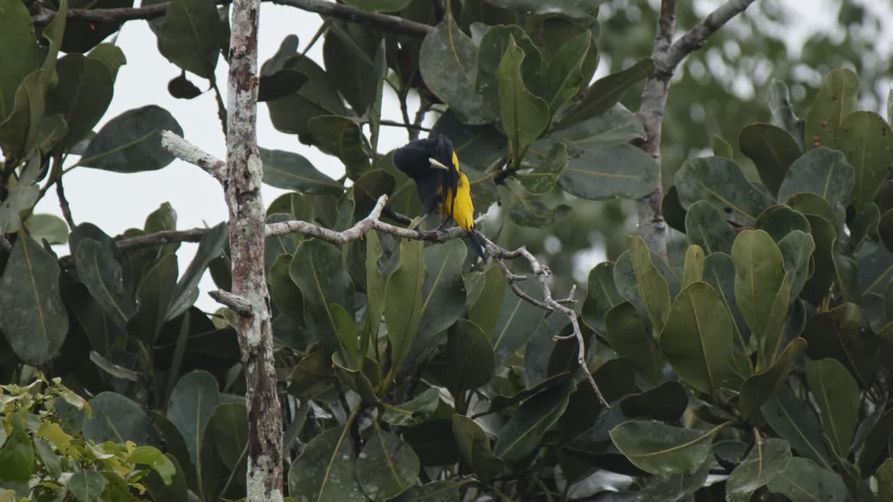 Yellow and Black Bird Perched on a Branch in a Tropical Forest