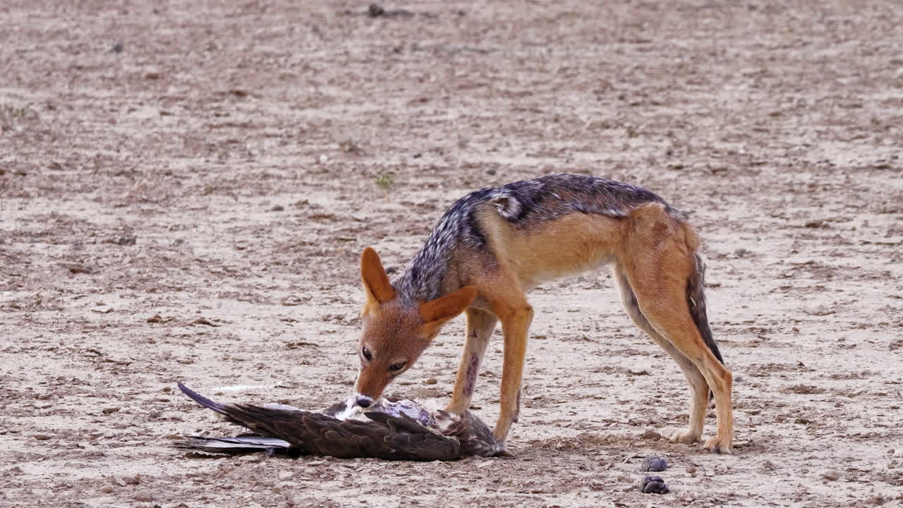 A Hungry Black-backed Jackal Nibbling And Eating A Dead Bird On The Ground In Kalahari Desert, Africa