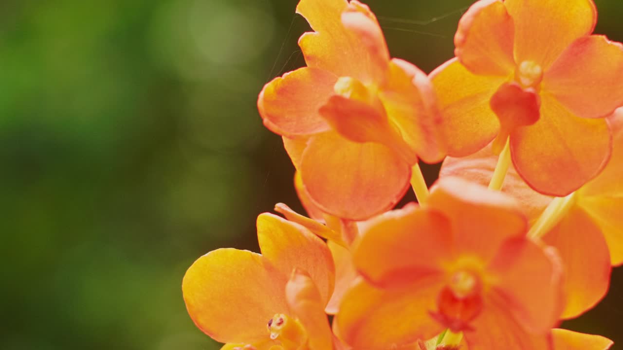 close up de la flor de naranja en el jardín. hermosa flor de fondo natural