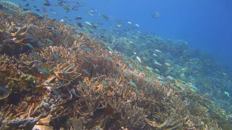 Bunte-Korallenrifffische-Viele-Kleine-Blaue-Fische-Schwimmen-In-Schwärmen-Obendrauf