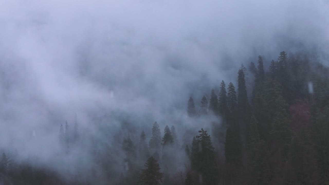 rainy day in the forest with mist covering the pine trees - Himachal Pradesh, Kasol - Himalayas,  India