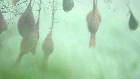 Weaver's-Nesting-Colony-in-Thunder-Storm