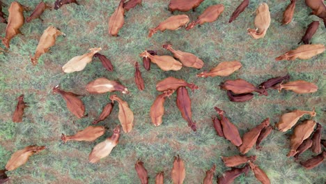 Aerial-view-of-free-range-cattle-grazing-on-a-rural-farm,-South-Africa