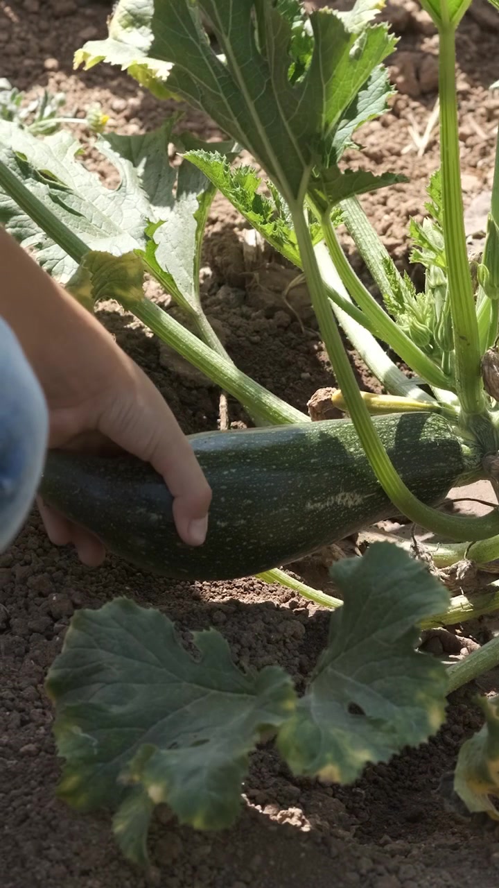 Bambino che raccoglie zucchine fresche in un giardino