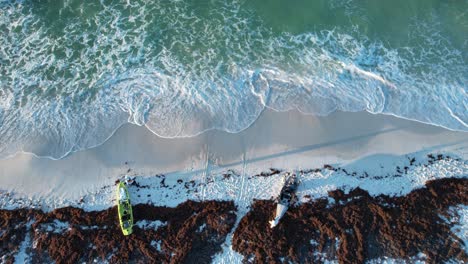 sargassum seaweed on the gulf coast of the panhandle of florida gulf of mexico 2022