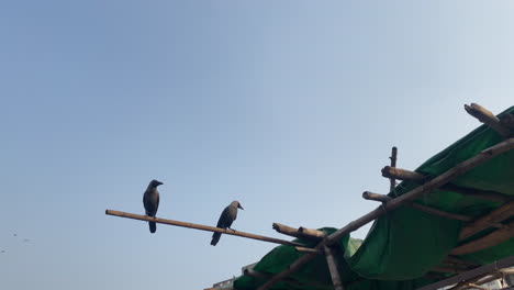 two birds resting on top of a home