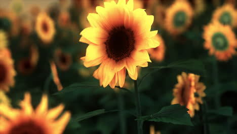 Sonnenuntergangslandschaft-Am-Sonnenblumenfeld