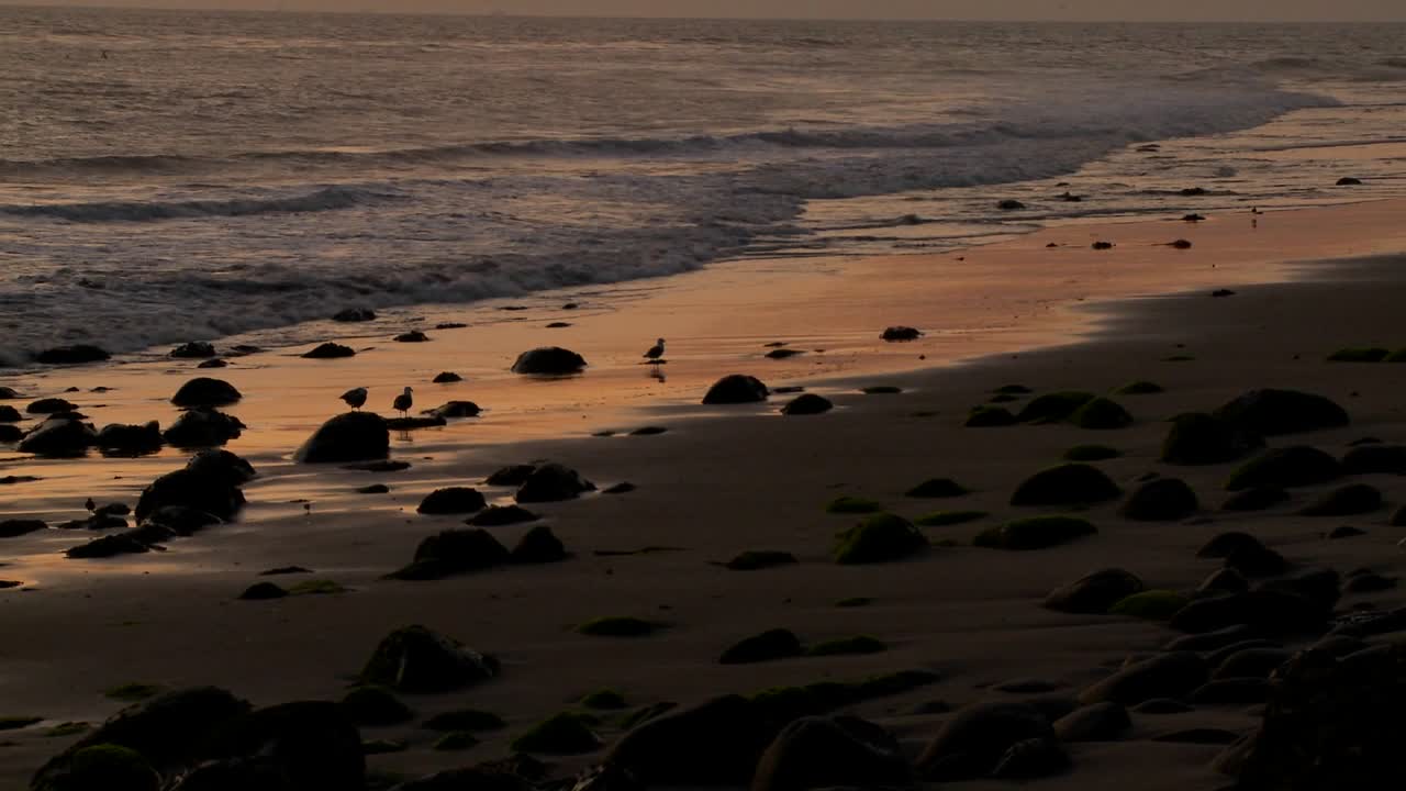 새들은 황혼에 해안을 따라 풀을 뜯는다