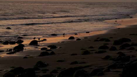 Birds-graze-along-the-shore-at-dusk