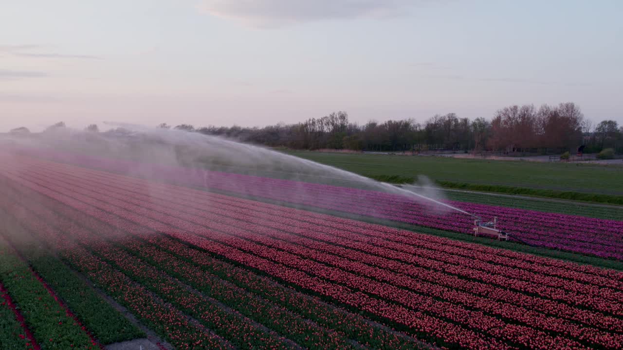 Campi di tulipani vivaci con mulini a vento rotanti e irrigatori d'acqua, 't Zand