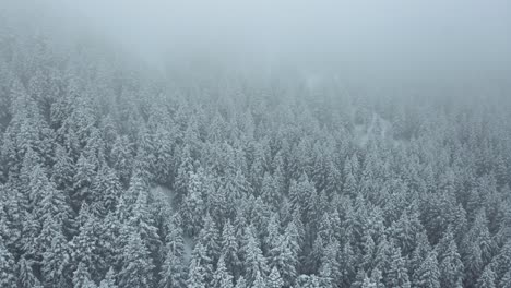 descending aerial shot of a freshly snow covered pine forest in utah