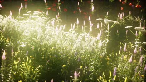 wild-flowers-in-the-field