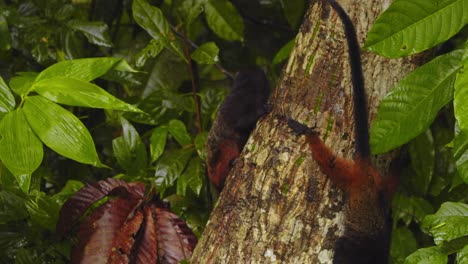 group of saddleback tamarins searching for prey on a tree trunk as they are busy finding their next meal