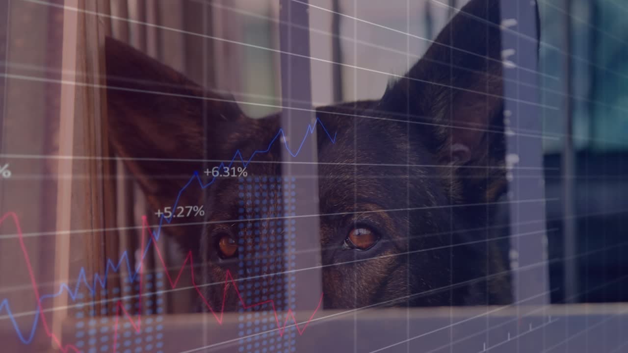 Svagt rutnät överlagrat på fårhundens ansikte, digitala grafer pulserar för att visualisera sensordata