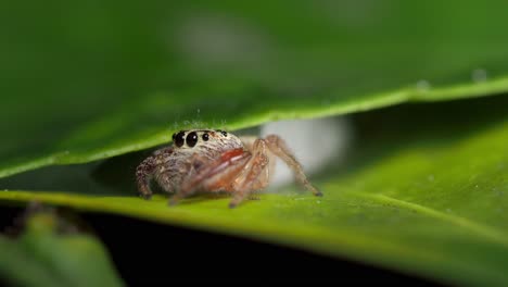 Female-Opisthoncus-jumping-spider-retreats-into-nest-between-leaves,-macro