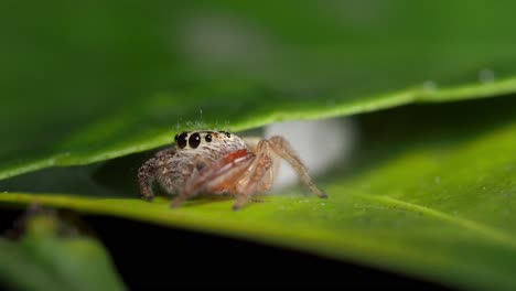 Opisthoncus-Hembra-Araña-Saltadora-Se-Retira-Al-Nido-Entre-Hojas,-Macro