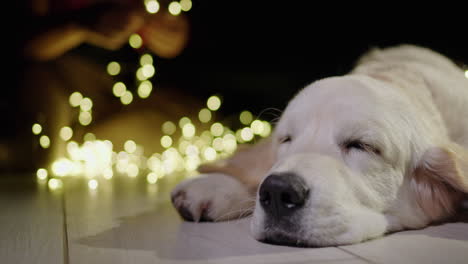 Porträt-Eines-Schlafenden-Hundes,-Im-Hintergrund-Bereitet-Der-Besitzer-Girlanden-Zur-Dekoration-Des-Hauses-Vor-Und-Der-Kamin-Brennt.-Weihnachten-Und-Silvester