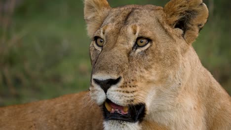 Aufmerksame-Und-Wild-Aussehende-Löwin,-Die-Wachsam-Ist,-Nahaufnahme