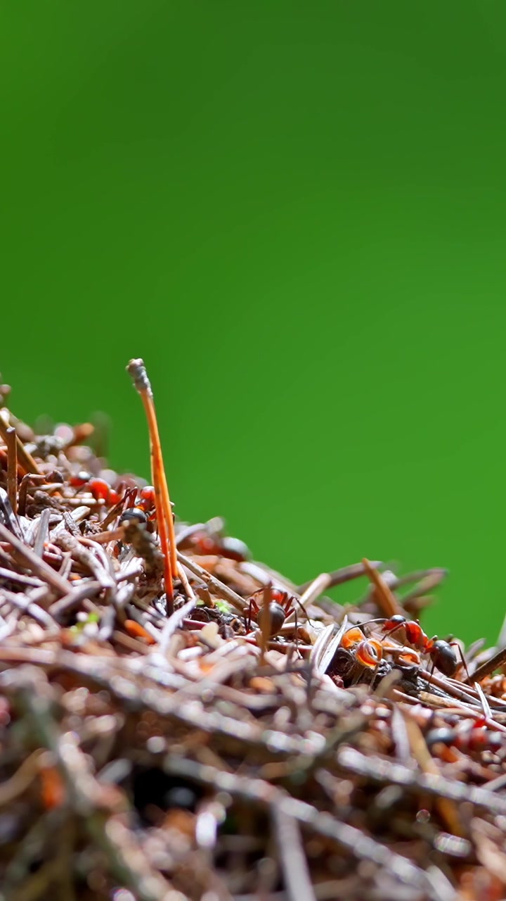 Close-up of Busy Red Ants Moving on a Forest Anthill