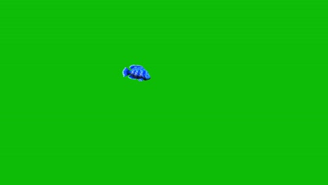 blue fish on green screen