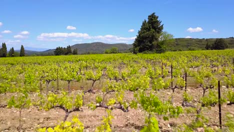 Aerial-dolly-shot-overhead-many-rows-of-grapevines-growing-in-a-vineyard