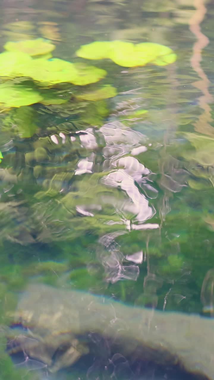 은 흐르는 운하 물에서 눈에 띄는 수중 뿌리