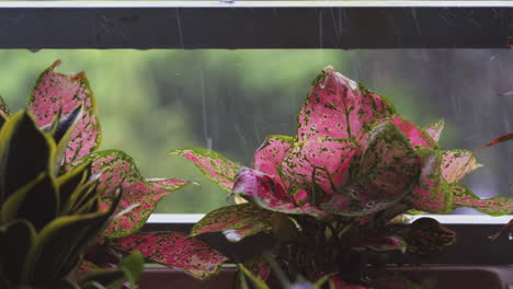 Fuertes-Gotas-De-Lluvia-Matutinas-Cayendo-Sobre-Plantas-De-Mariposas-Aglaonema-Rosadas-En-El-Balcón