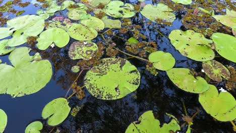 water lily leaves floating on a pond