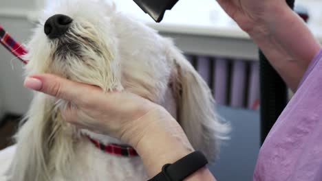 pet grooming: drying hair on the muzzle of a white dog