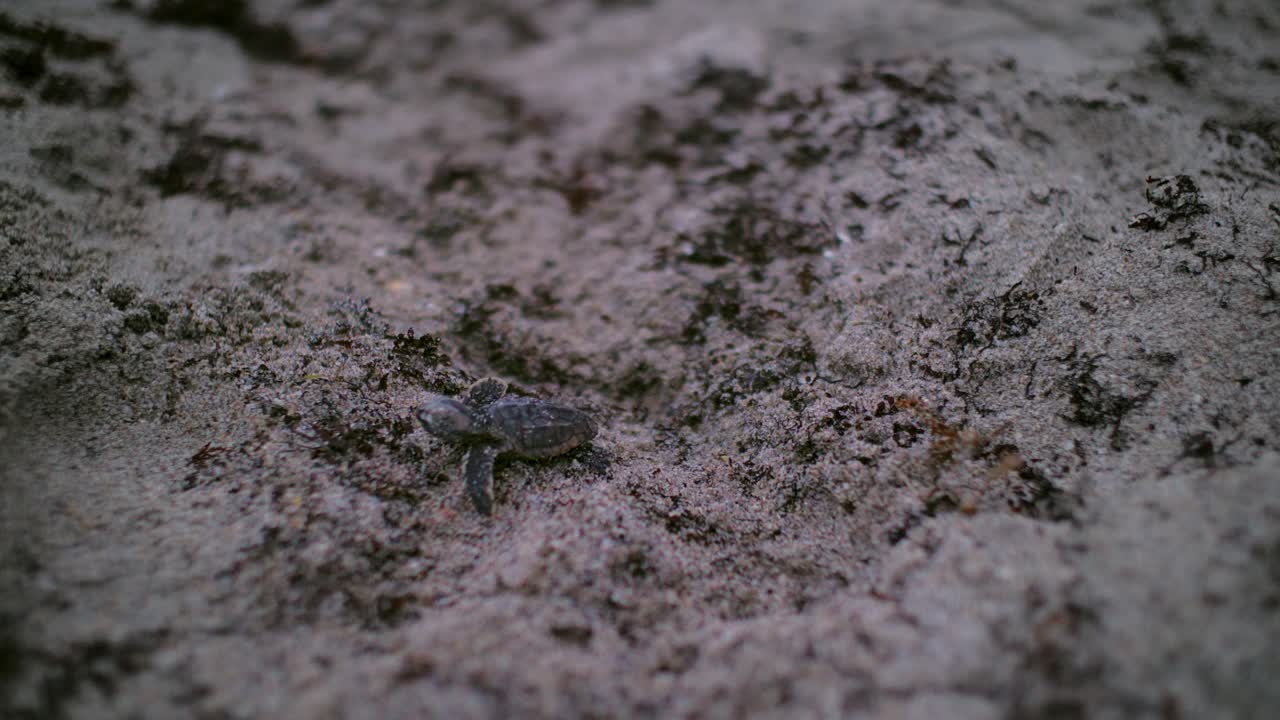 Close-up shot of a baby turtle struggling on sandy beach with scattered debris