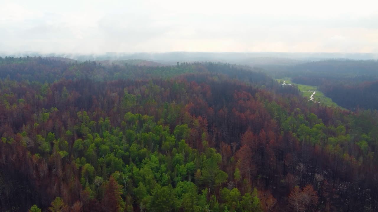 Aerial drone shot flying high above the forest treetops travelling through smoke caused by smouldering wildfires in Massey, Canada