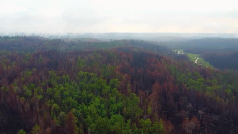 Disparo-Aéreo-De-Un-Dron-Volando-Por-Encima-De-Las-Copas-De-Los-árboles-Del-Bosque-Viajando-A-Través-Del-Humo-Causado-Por-Incendios-Forestales-Latentes-En-Massey,-Canadá