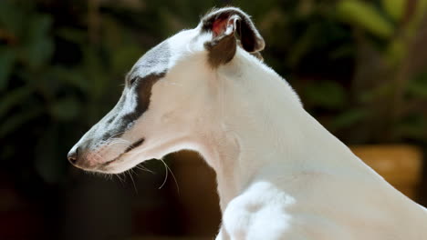 Whippet-dog-in-afternoon-sunlight