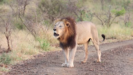 an adult, black-maned male lion roaring in zimanga, south africa