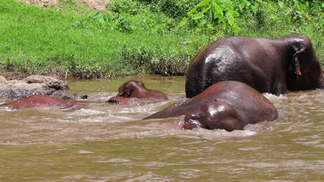 elephants laying in the river and rolling around having fun