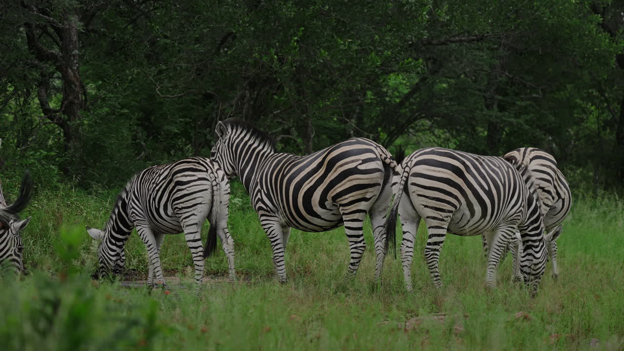 Zebre nel loro habitat naturale