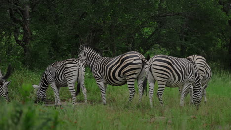 zebras in their natural habitat