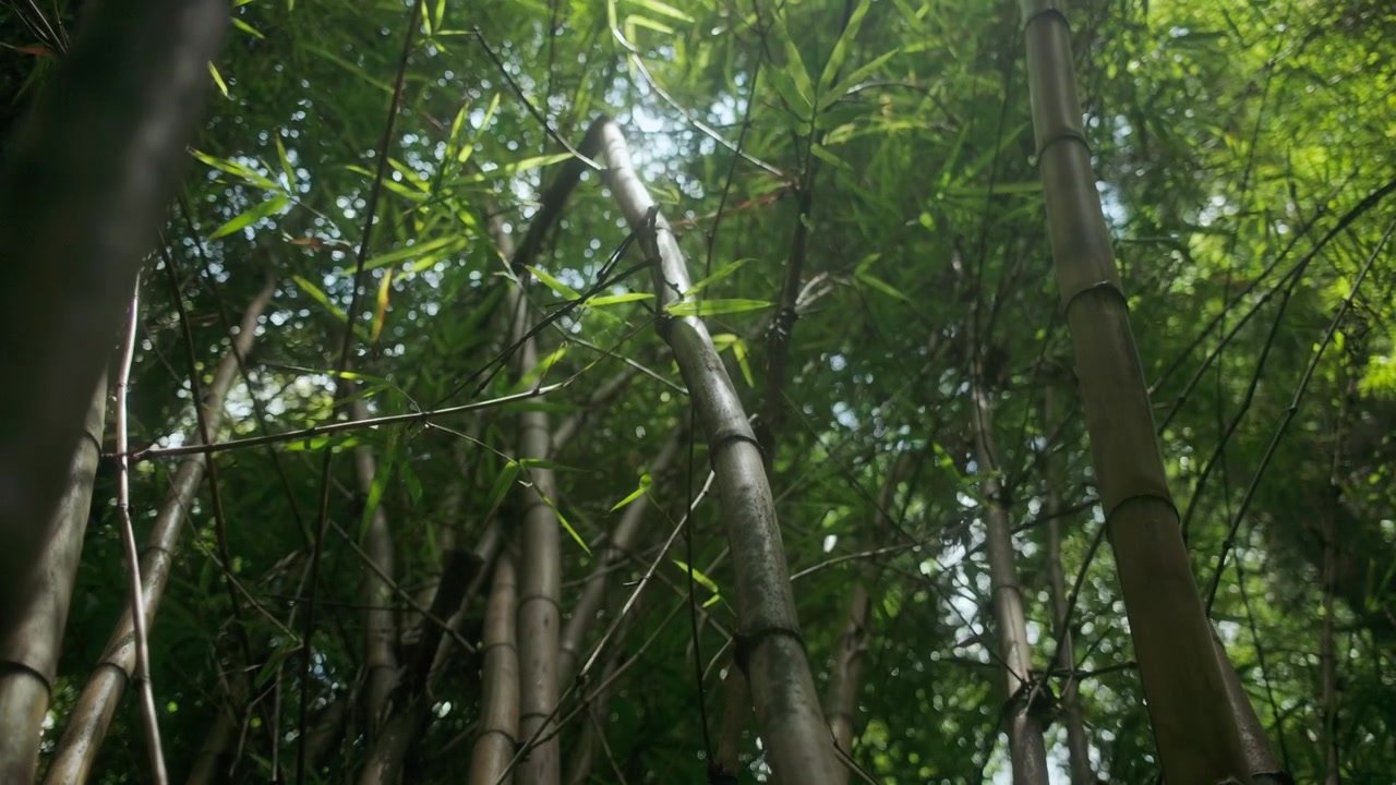 Alti fusti di bambù che si ergono attraverso la fitta chioma della foresta con fogliame verde, sfondo statico medio di un'atmosfera zen rilassante