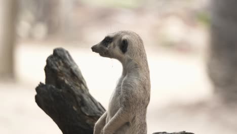 vigilant meerkat looking out for potential danger