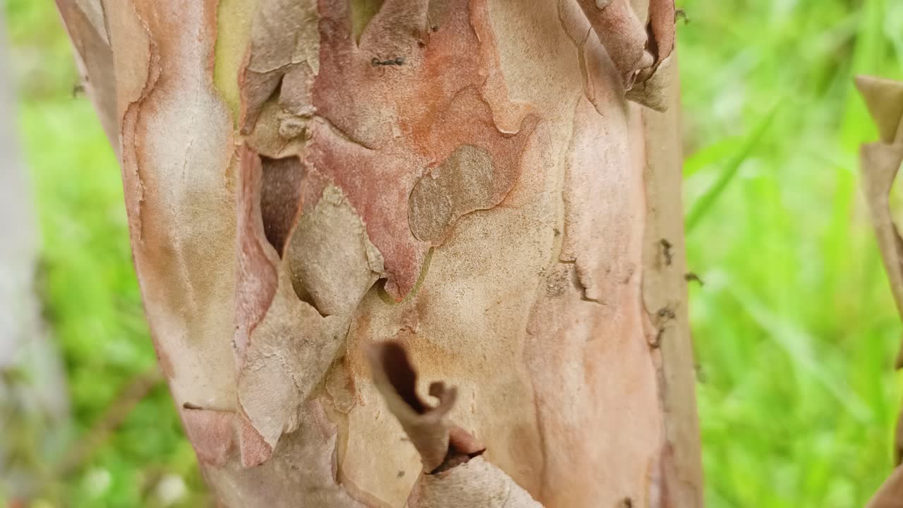 un primer plano de hormigas en un árbol