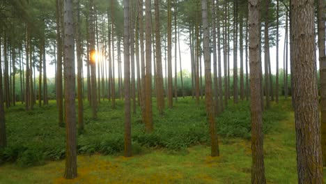 rising up among tree trunks during early sunrise in norfolk park, usa