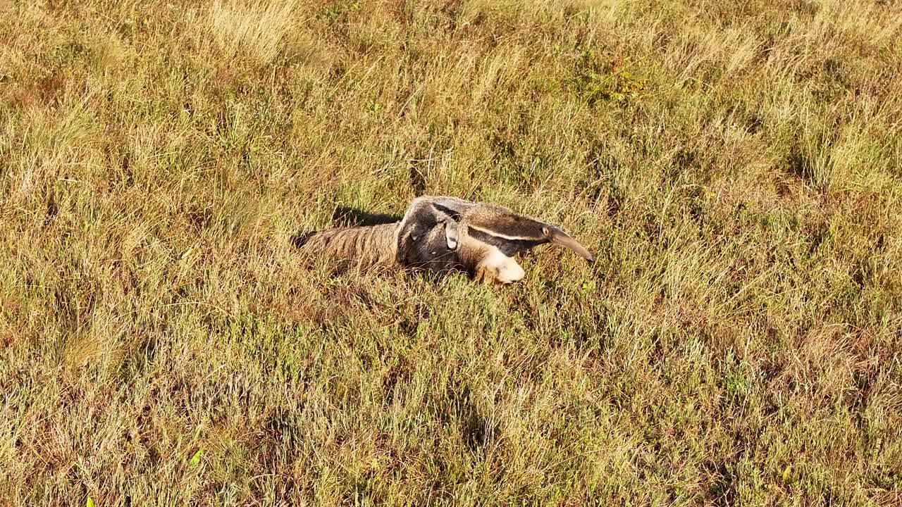 Drone view of a giant anteater, a wild animal released into the wild in a national park in Serra da Canastra