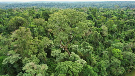 La-Majestuosidad-Del-Palo-De-Rosa-Resalta-Con-Su-Inmenso-Tamaño-En-Medio-De-La-Selva