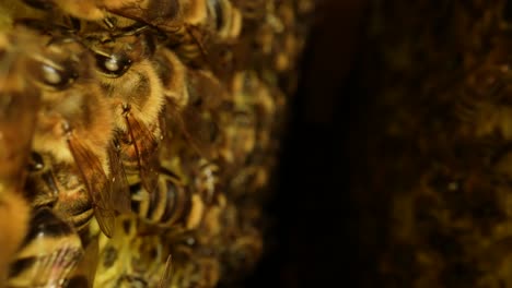 close-up view of bees in a beehive