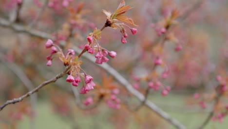 japanese cherry blossoms in japanese garden are not yet blooming