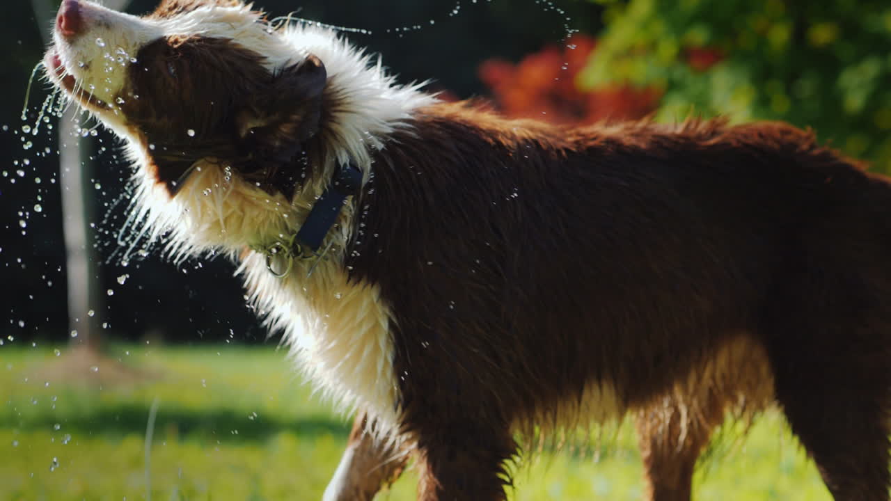 개는 여름의 슬로우 모션 비디오에서 기분 좋은 시원함을 떨쳐냅니다.