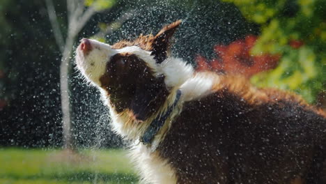 the dog shakes off the water pleasant coolness in summer slow motion video