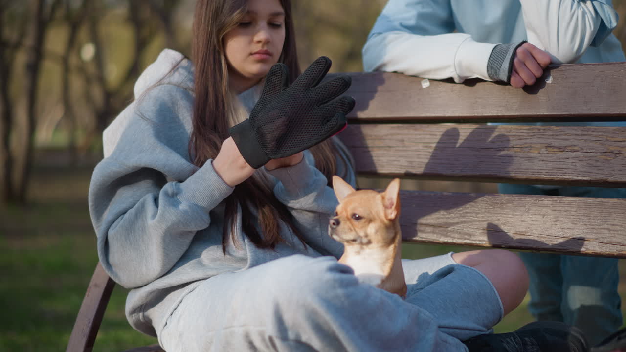벤치에 앉아 장갑을 끼고 치와와를 껴안으며 조용한 무릎 위 시간을 함께 보내는 흰색 옷을 입은 소녀, 후드티 복장, 나무 벤치, 부드러운 햇빛, 다정함과 평온함을 전달하는 집중적인 시선