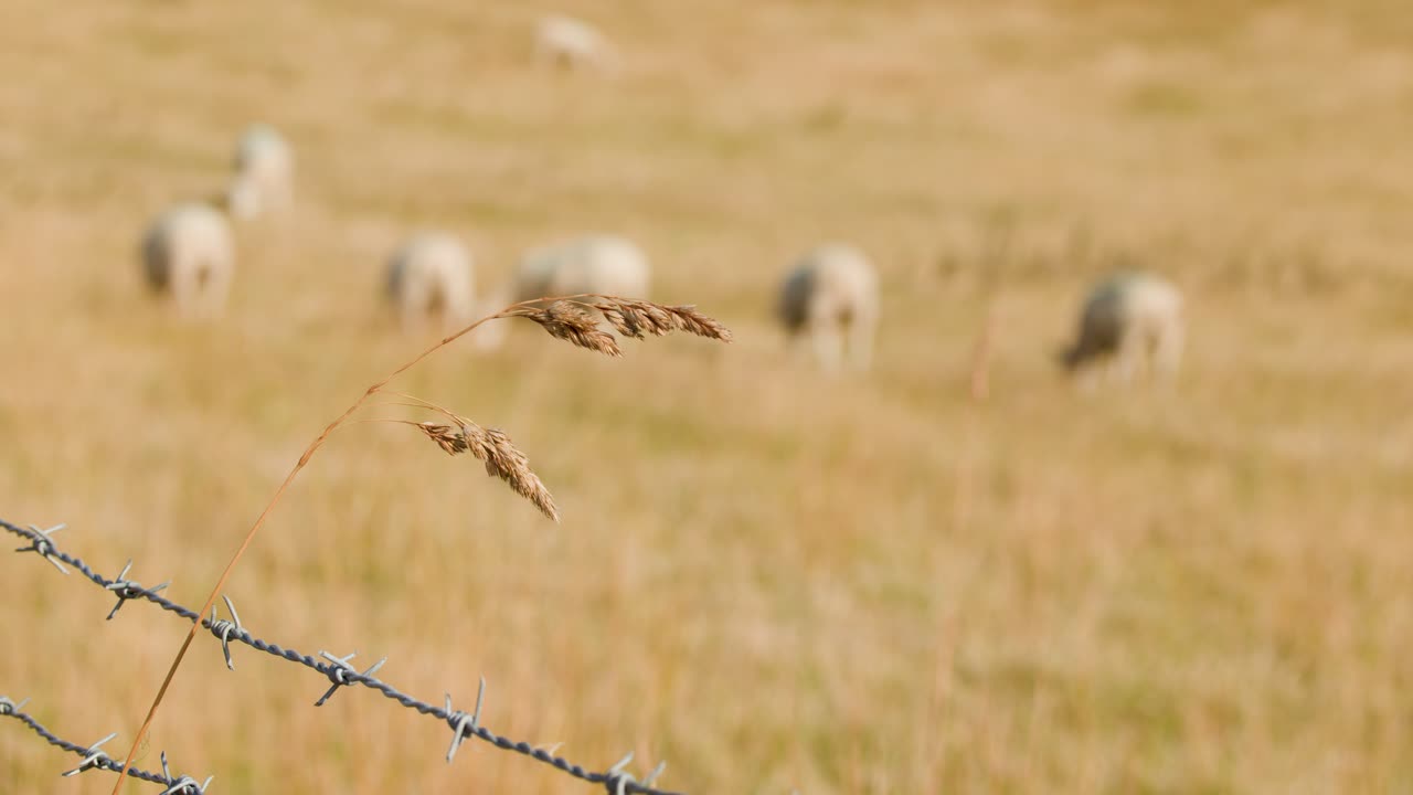 Macro wild grass sways by barbed wire, sheep graze in sunlit, softly blurred meadow background